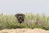 CANE CORSO 180